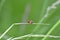 A red Harlekin - Ladybird on plant in green nature