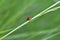 A red Harlekin - Ladybird runs on plant in green nature