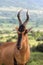 Red Hartebeest