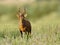 Red Hartebeest