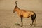 Red hartebeest