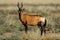 Red hartebeest