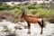 Red Hartebeest (Alcelaphus buselaphus)