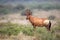 Red Hartebeest (Alcelaphus buselaphus)