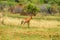 Red hartebeest Alcelaphus buselaphus caama or Alcelaphus caama grazing in a nature game South Africa