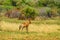 Red hartebeest Alcelaphus buselaphus caama or Alcelaphus caama grazing in a nature game South Africa