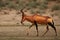 Red hartebeest, Alcelaphus buselaphus caama or Alcelaphus caama walking in dry Kalahari sand