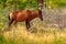 Red Hartebeest, Alcelaphus buselaphus caama, detail portrait of big brown African mammal in nature habitat. Sassaby, in green