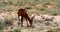 Red Hartebeest Alcelaphus buselaphus caama in Kalahari, green desert after rain season. Kgalagadi Transfrontier Park, South Afri