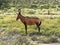 Red Hartebeest, Alcelaphus buselaphus caama, Kalahari South Africa