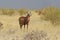 Red hartebeest Alcelaphus caama in the Etosha National Park in Namibia.