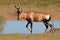 Red hartebeest antelope