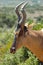 Red Hartebeest antelope