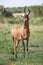 Red Hartebeest Antelope