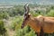 Red Hartebeest antelope