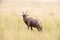 Red Hartebeest Antelope