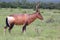 Red Hartebeest antelope