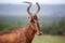 Red Hartebeest antelope