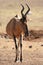 Red Hartebeest Antelope