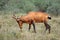 Red hartebeest antelope