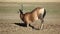 Red hartebeest antelope playing