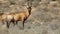 Red hartebeest antelopes