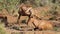 Red hartebeest antelopes