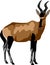 Red Hartebeest Buck