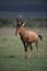 Red Hartebeest Bull