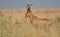 Red Hartebeest Bull