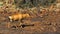 Red hartebeest bull crossing rocky terrain