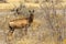 Red Hartebeest in the Bush