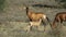 Red hartebeest and calf