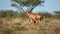 Red hartebeest and calf