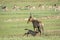 Red hartebeest calf suckling from his mother.