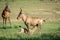 Red hartebeest calf suckling from his mother.