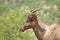 Red hartebeest close-up of face and horns