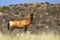 Red Hartebeest in desert grassland