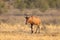 Red Hartebeest in desert grassland