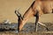 Red hartebeest drinking