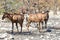 Red hartebeest - Etosha, Namibia