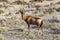 Red hartebeest, Etosha National Park, Namibia