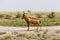 Red hartebeest, Etosha National Park, Namibia