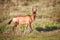 Red hartebeest in the grass.