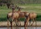 Red Hartebeest group drinking at waterhole