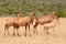 Red Hartebeest herd in Africa