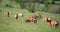 Red Hartebeest herd, South Africa,.