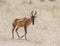 Red Hartebeest in the Kalahari