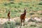 Red Hartebeest in Kalahari South Africa