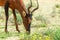 Red Hartebeest in Kalahari South Africa